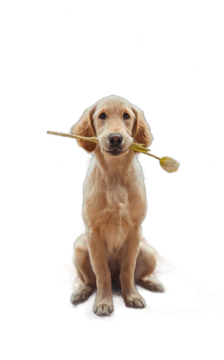 A golden retriever holding a yellow flower, background removed