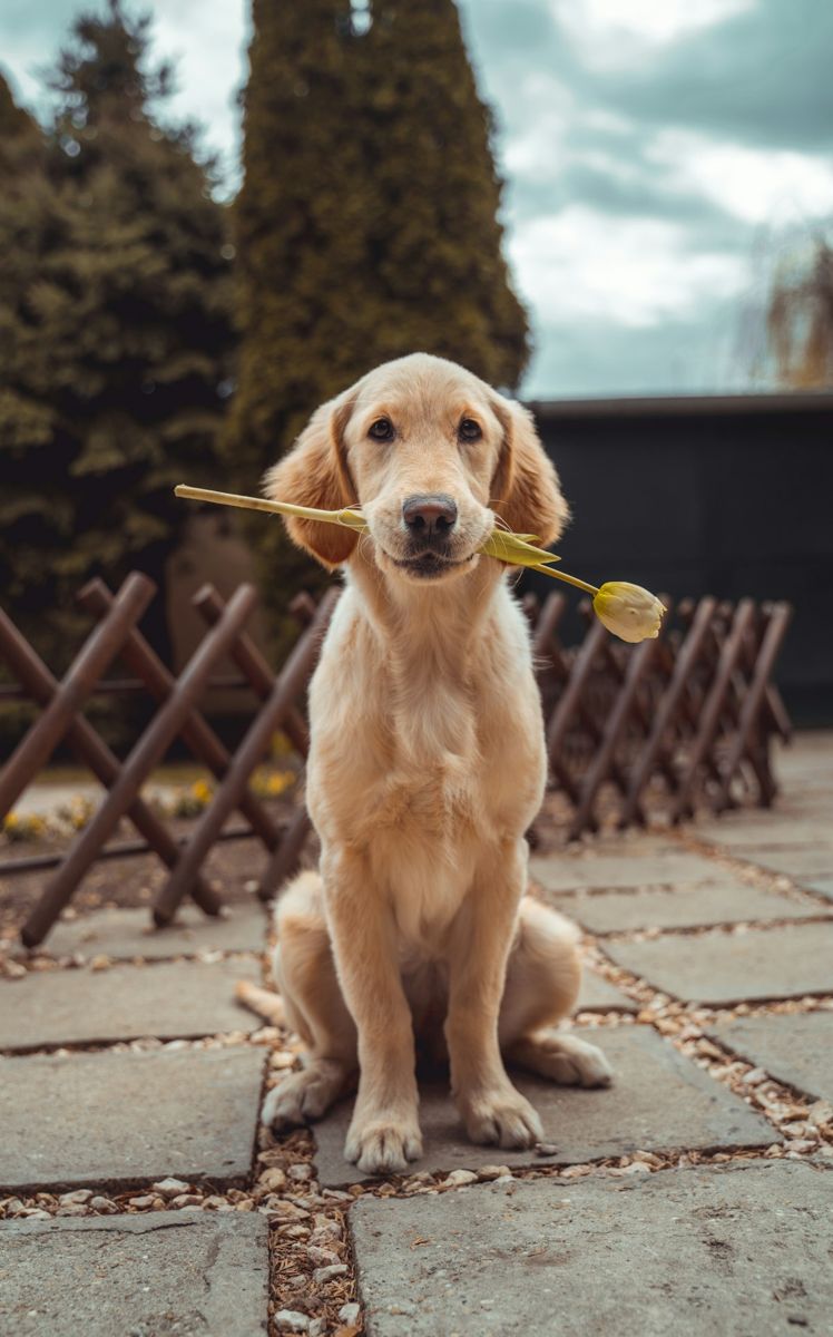 A golden retriever holding a yellow flower, original photograph
